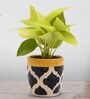 Golden Money Natural Plant In Blue Ceramic Pot,
