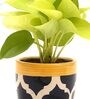Golden Money Natural Plant In Blue Ceramic Pot,