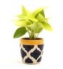 Golden Money Natural Plant In Blue Ceramic Pot,