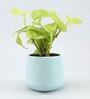 Golden Money Natural Plant In Blue Flower Design Ceramic Pot