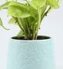 Golden Money Natural Plant In Blue Flower Design Ceramic Pot