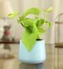 Golden Money Natural Plant In Blue Flower Design Ceramic Pot
