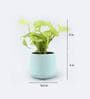 Golden Money Natural Plant In Blue Flower Design Ceramic Pot