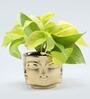 Golden Money Si With Pot Natural Plant