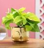 Golden Money Si With Pot Natural Plant