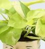 Golden Money Si With Pot Natural Plant