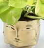 Golden Money Si With Pot Natural Plant