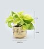 Golden Money Si With Pot Natural Plant