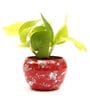 Golden Money Natural Plant In Red Metal Pot,