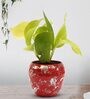 Golden Money Natural Plant In Red Metal Pot,