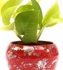 Golden Money Natural Plant In Red Metal Pot,