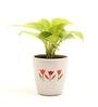 Golden Money Natural Plant In White Ceramic Pot,