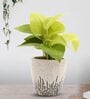 Golden Money Natural Plant In White Ceramic Pot,