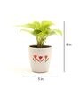 Golden Money Natural Plant In White Ceramic Pot,