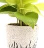 Golden Money Natural Plant In White Ceramic Pot,