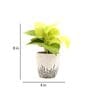 Golden Money Natural Plant In White Ceramic Pot,