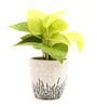 Golden Money Natural Plant In White Ceramic Pot,