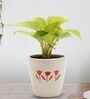 Golden Money Natural Plant In White Ceramic Pot,