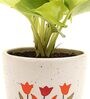 Golden Money Natural Plant In White Ceramic Pot,
