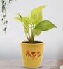 Golden Money Natural Plant In Yellow Ceramic Pot,
