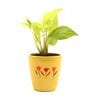 Golden Money Natural Plant In Yellow Ceramic Pot,