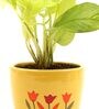 Golden Money Natural Plant In Yellow Ceramic Pot,