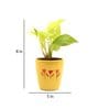 Golden Money Natural Plant In Yellow Ceramic Pot,