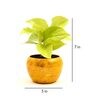 Golden Money Natural Plant In Yellow Metal Pot,