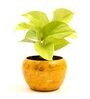 Golden Money Natural Plant In Yellow Metal Pot,