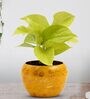 Golden Money Natural Plant In Yellow Metal Pot,