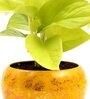 Golden Money Natural Plant In Yellow Metal Pot,