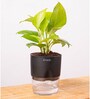 Golden Money Plant With Self Watering  Pot- Black