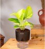 Golden Money Plant With Self Watering  Pot- Black