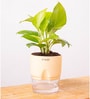 Golden Money Plant Plant With Self Watering  Pot- Cream