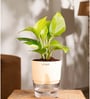 Golden Money Plant Plant With Self Watering  Pot- Cream