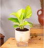 Golden Money Plant Plant With Self Watering  Pot- Cream
