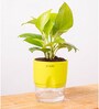 Golden Money Plant With Self Watering  Pot- Yellow