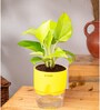 Golden Money Plant With Self Watering  Pot- Yellow