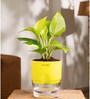 Golden Money Plant With Self Watering  Pot- Yellow