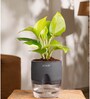 Golden Money Plant Plant With Self Watering  Pot- Grey