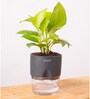 Golden Money Plant Plant With Self Watering  Pot- Grey