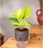 Golden Money Plant Plant With Self Watering  Pot- Grey