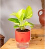 Golden Money Plant With Self Watering  Pot- Red