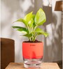 Golden Money Plant With Self Watering  Pot- Red