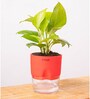 Golden Money Plant With Self Watering  Pot- Red
