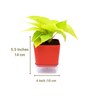 Golden Natural Money Plant With Red self watering Pot