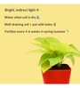 Golden Natural Money Plant With Red self watering Pot