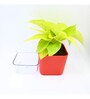Golden Natural Money Plant With Red self watering Pot