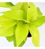 Golden Natural Money Plant With Red self watering Pot