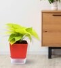 Golden Natural Money Plant With Red self watering Pot